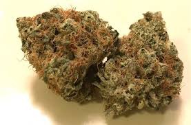 Afghanimal archive 1