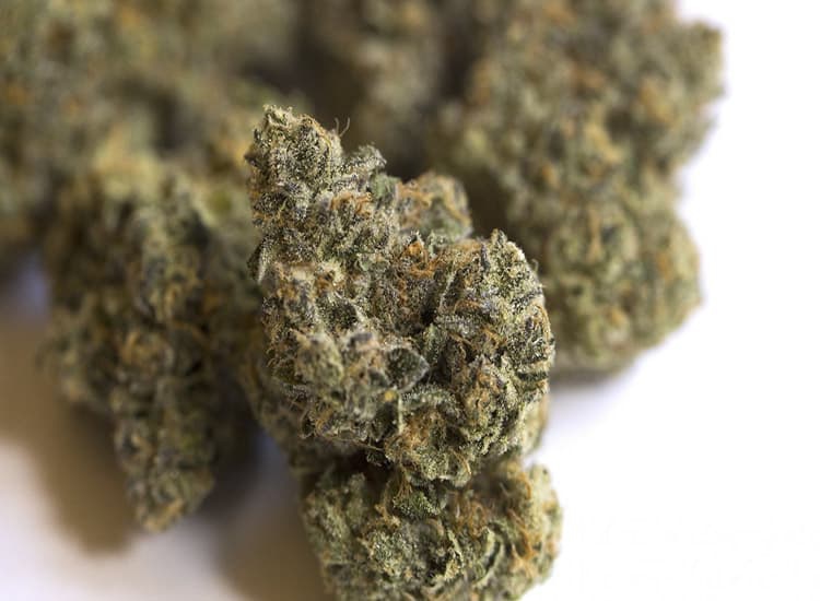 African Buzz archive 1