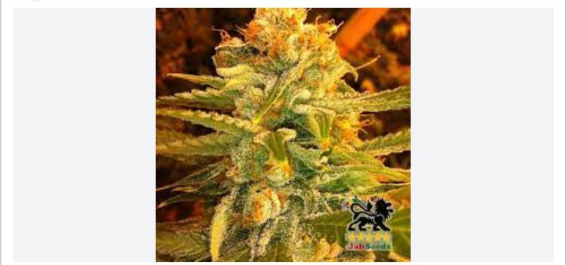 African Honey archive 1