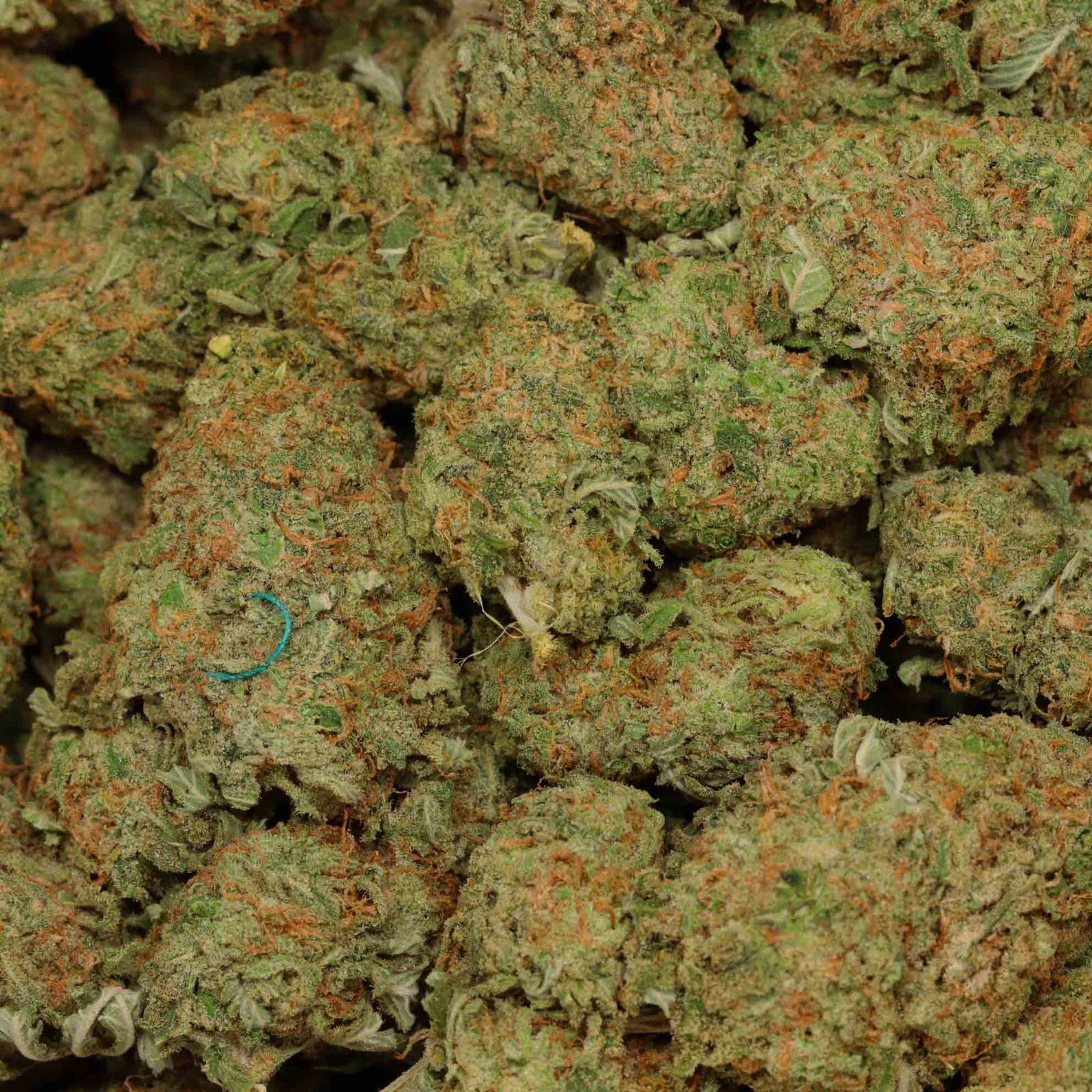 Alien Banana Candy Marijuana Strain Information & Reviews | AllBud