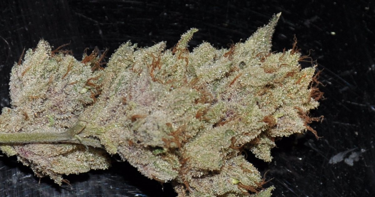 Alien Fire Fruit archive 1