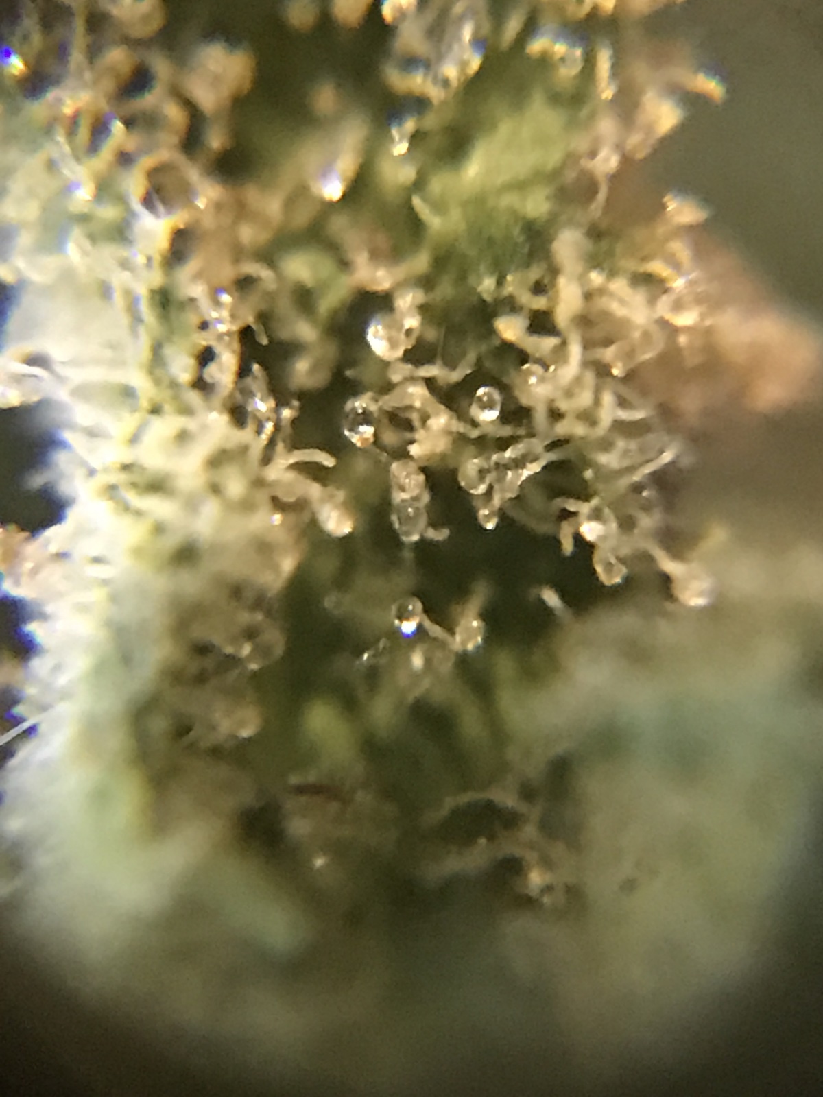 Appalachia: strain page photo, credit allbud.s3.amazonaws.com, copyright status shown with credit copyright unverified