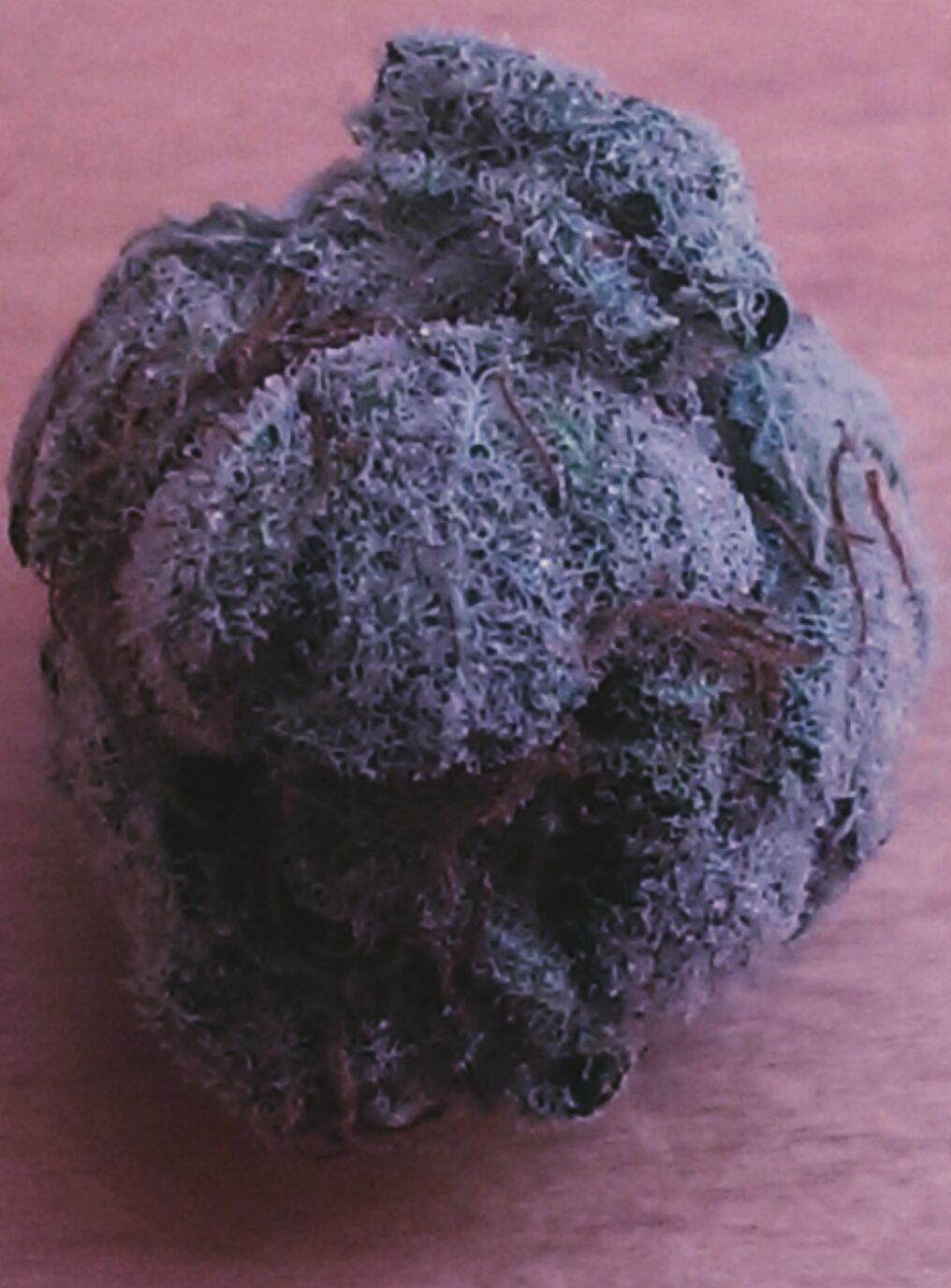 Armageddon Marijuana Strain Information & Reviews AllBud