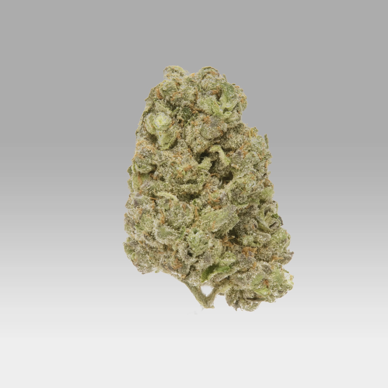 Astro Lato Marijuana Strain Information & Reviews AllBud