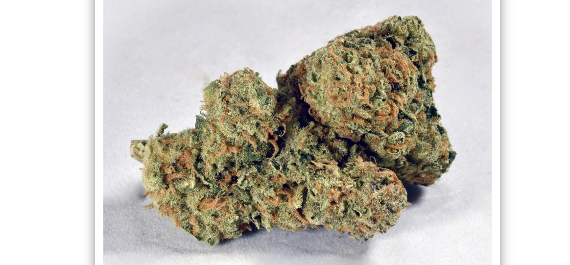 Auto Cinderella Jack Marijuana Strain Information & Reviews AllBud