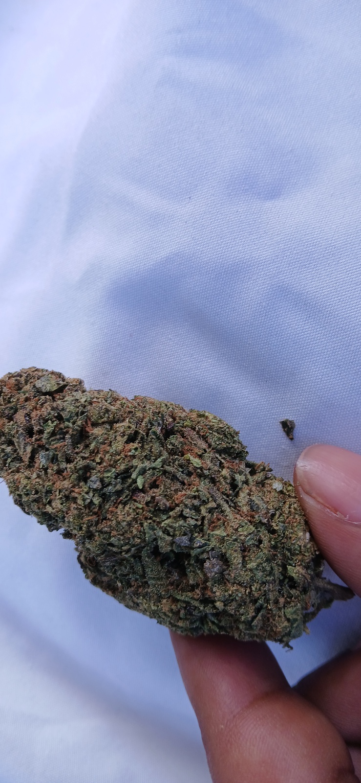 Bahama Bussdown archive 1