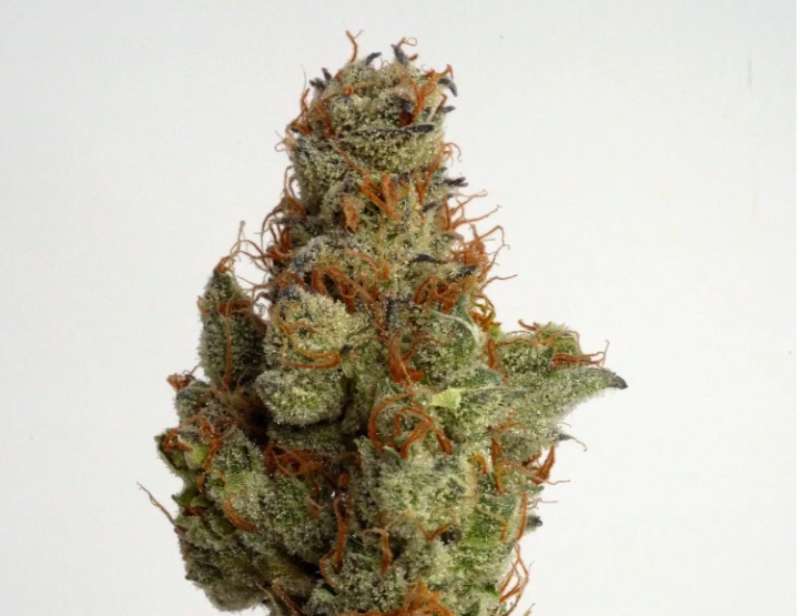 Baked Alaska archive 1