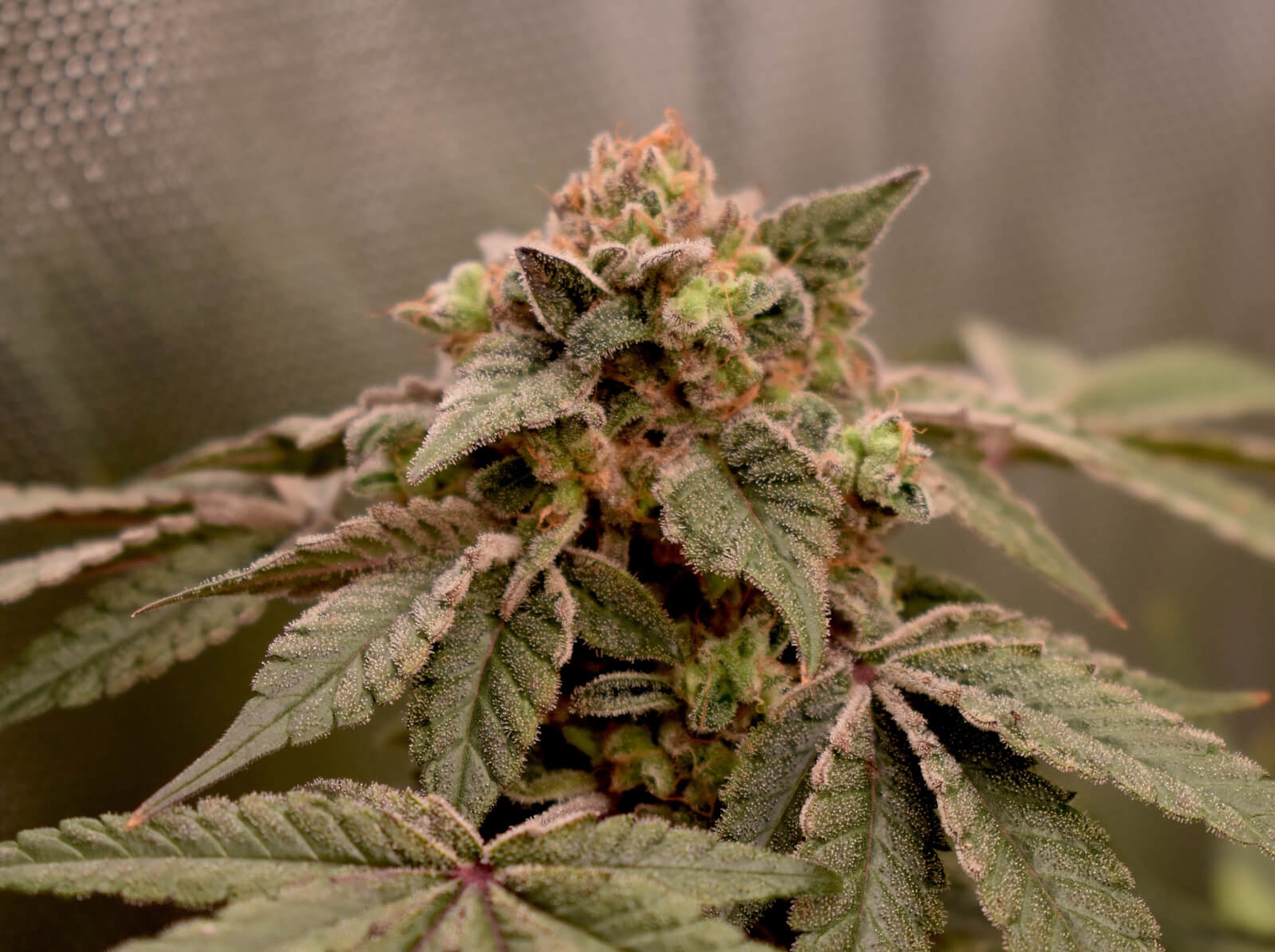 Banana Cheesecake archive 1