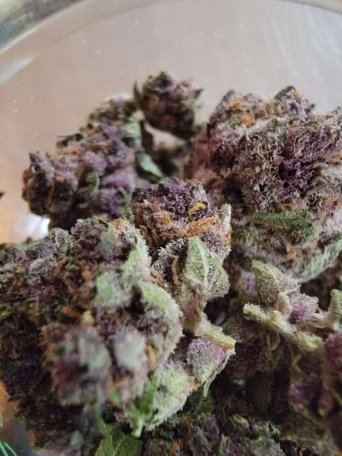 Banana Jealousy Marijuana Strain Information & Reviews AllBud