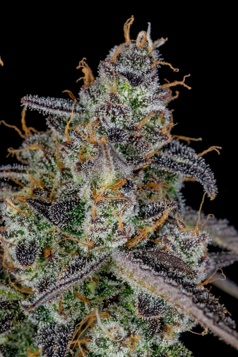 Banana Purple Punch Marijuana Strain Information & Reviews AllBud