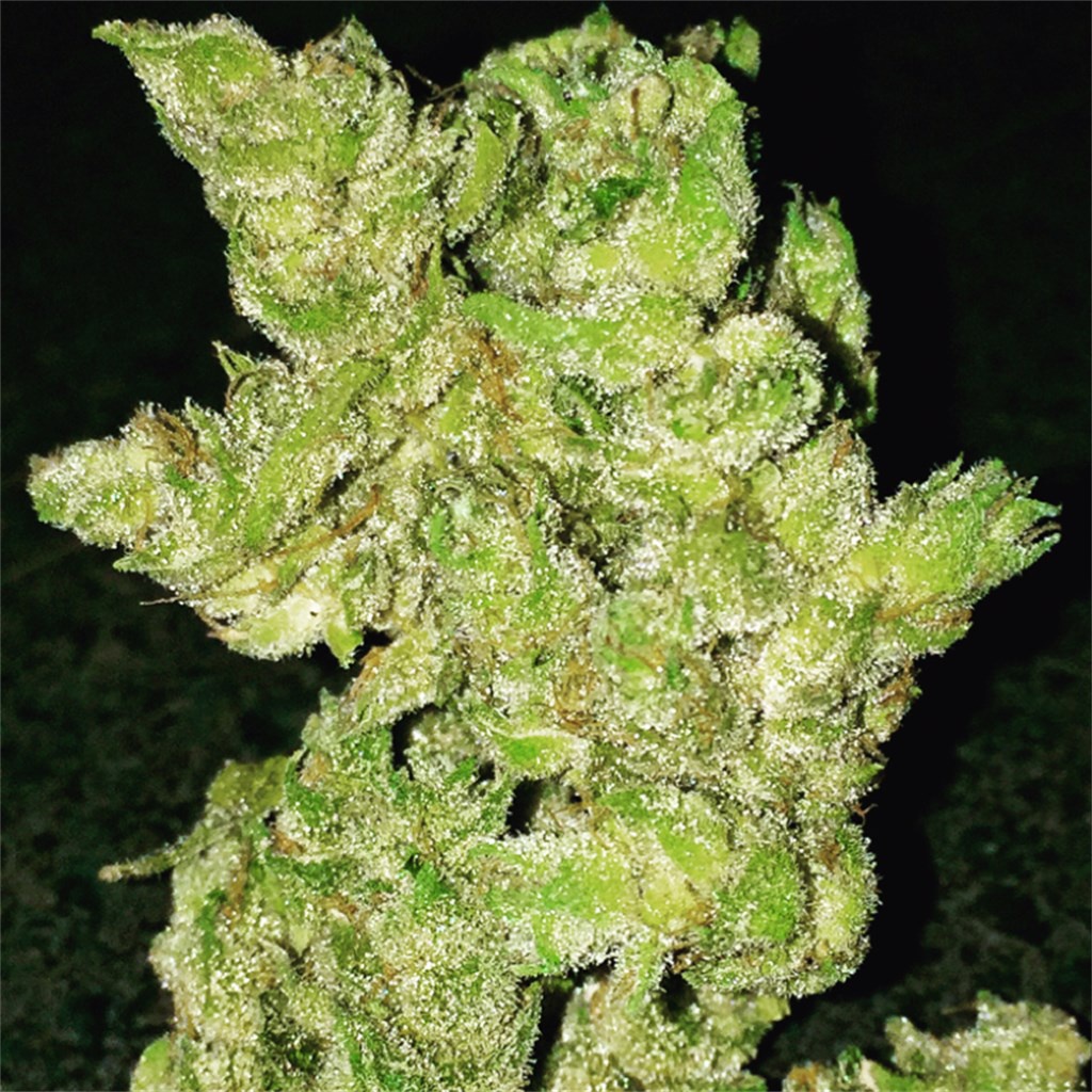 Banana Treez Marijuana Strain Information & Reviews AllBud