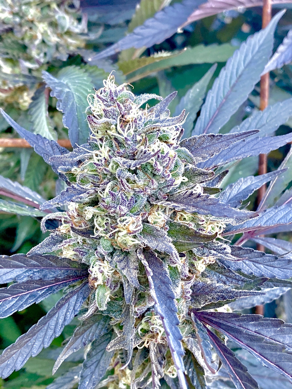 Black Apple Hitchcock Marijuana Strain Information & Reviews AllBud