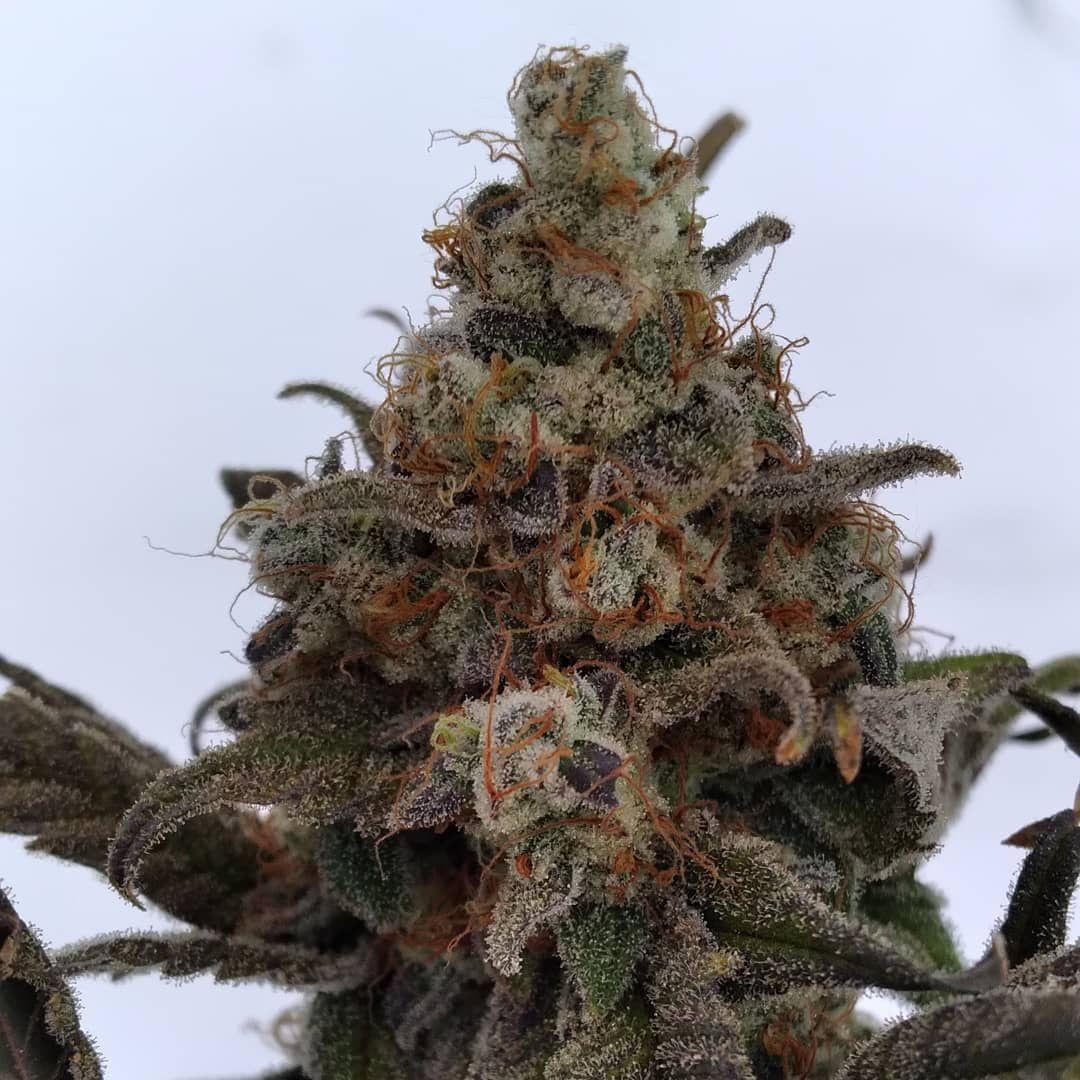 Blow Pop Marijuana Strain Information Reviews AllBud