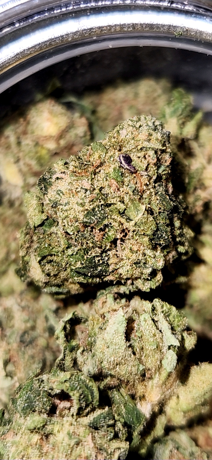 Blue Apricot Marijuana Strain Information & Reviews AllBud