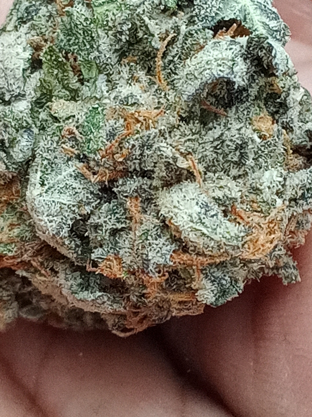 Blue Slushee Strain Allbud 80 - t5x2s3s
