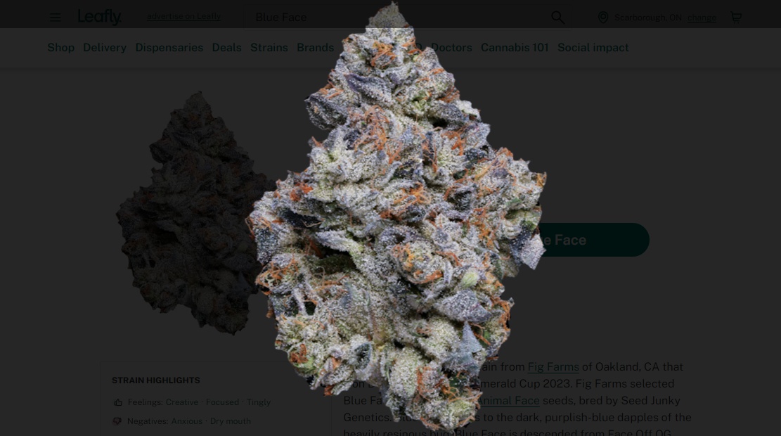 Blue Face Marijuana Strain Information & Reviews AllBud