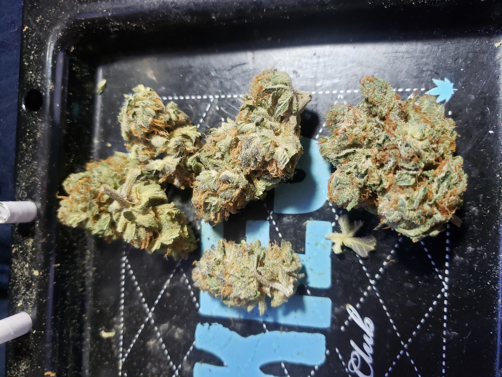 【世界100台】WEED Blues D 2 MA104B BD-2 世界100台】WEED Blues D 2 MA104B BD-2 世界100台】WEED Blues