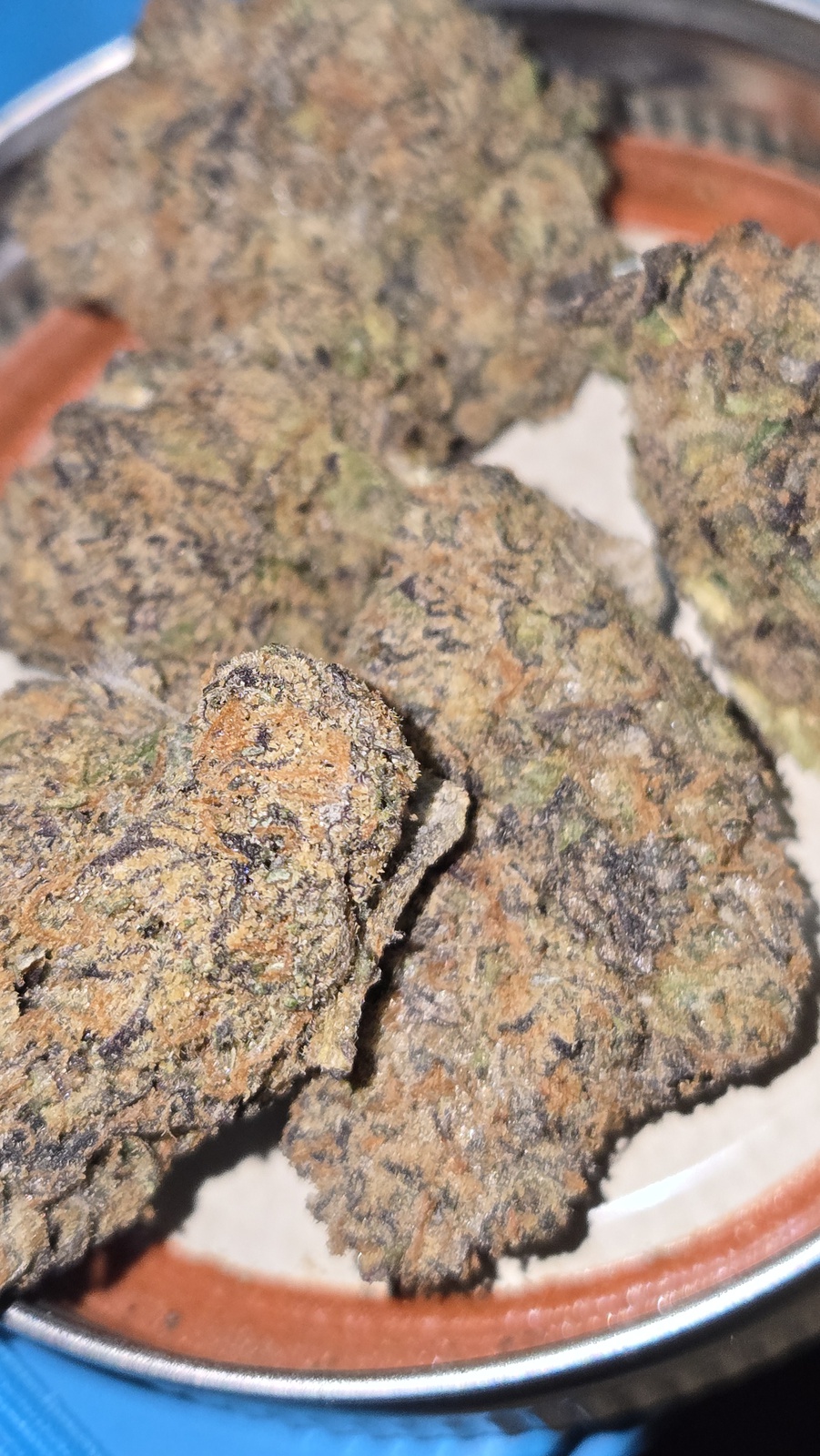 Blue Lobster archive 1