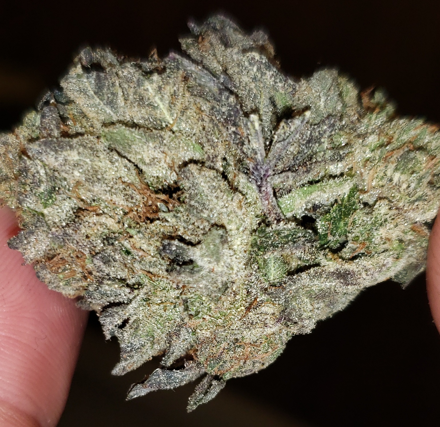 Bluefin Tuna Kush Marijuana Strain Information & Reviews AllBud