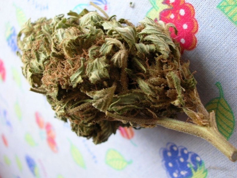 Brand X Marijuana Strain Information & Reviews AllBud