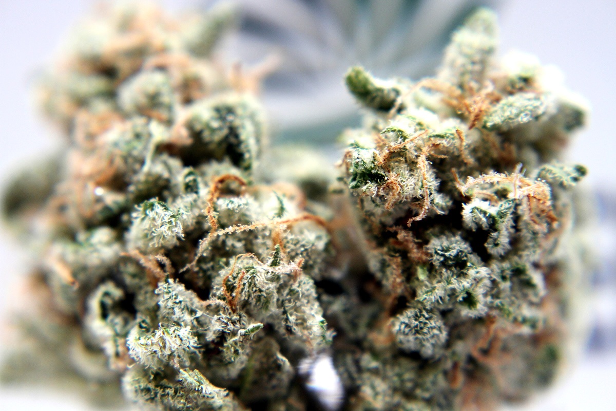 Cabbage Patch Marijuana Strain Information & Reviews AllBud