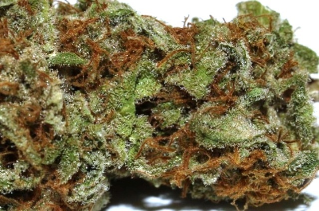 California Hash Plant archive 0