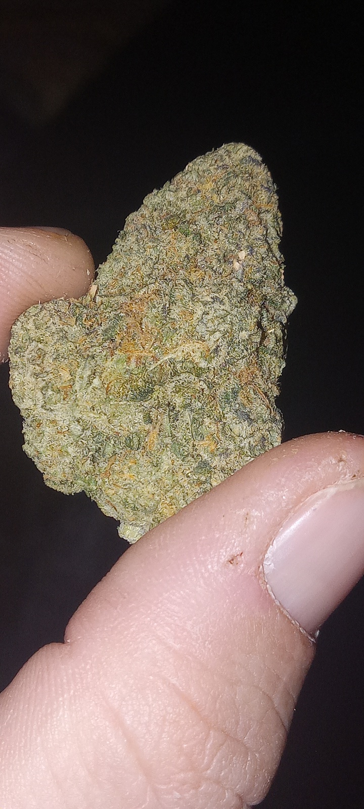 California Orange archive 2