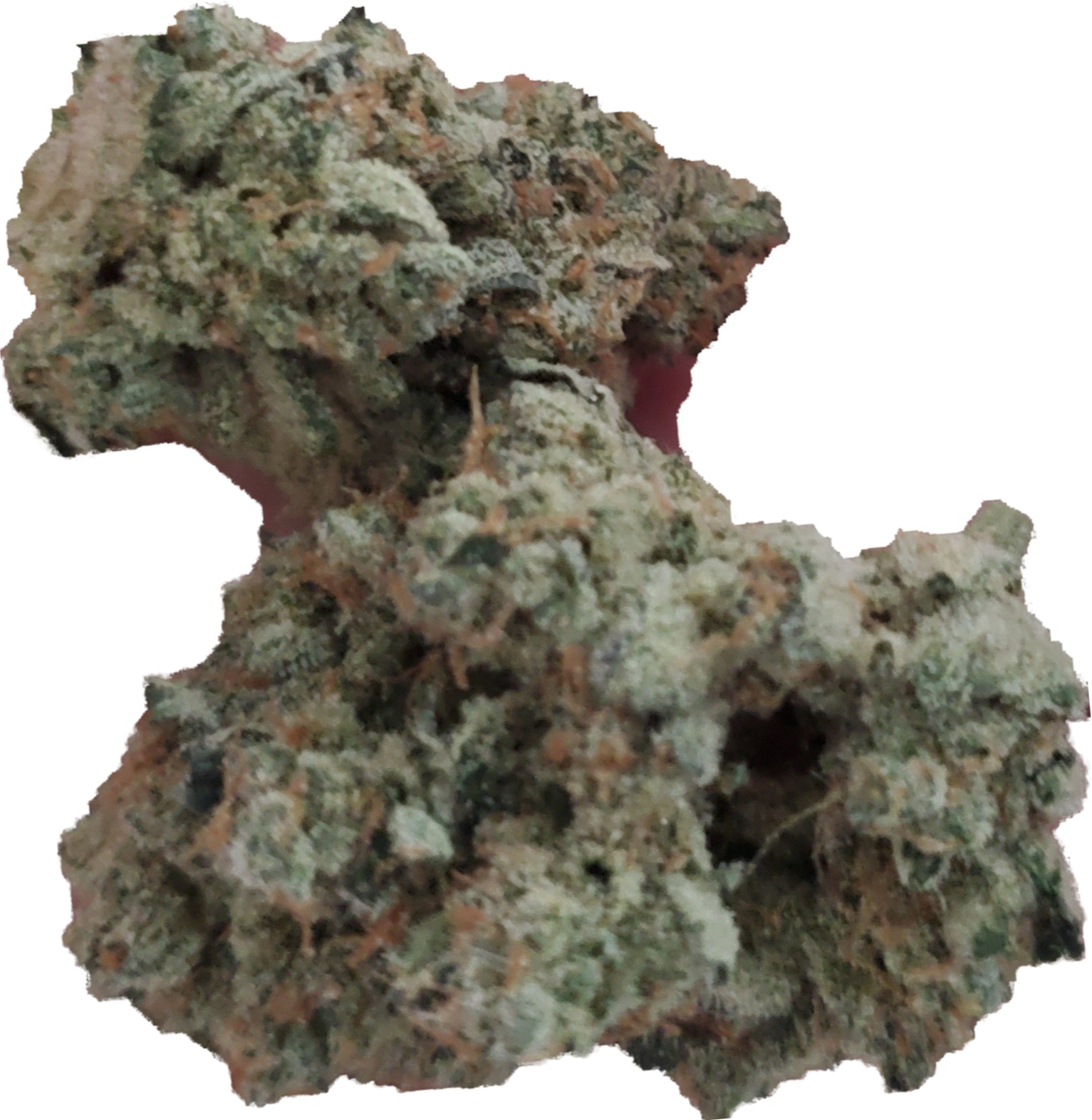 Yellow Cake Strain Allbud - h0120o8