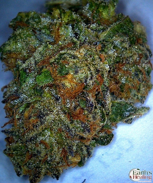 Candyland Marijuana Strain Reviews AllBud