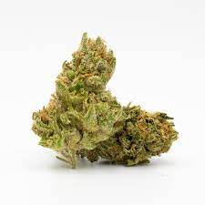 Carmagnola archive 0