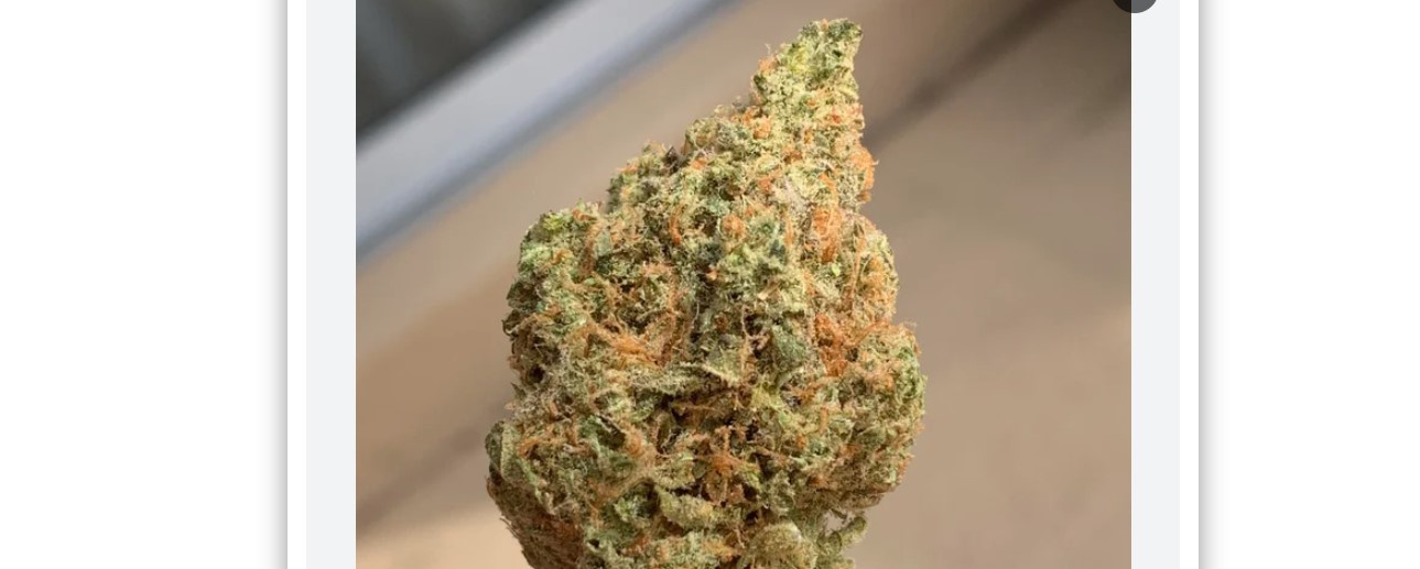 Cascade Orange Marijuana Strain Information & Reviews AllBud
