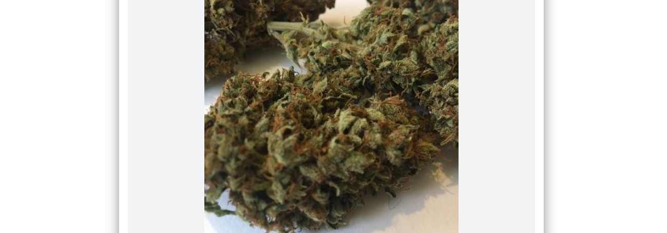 CBD Auto Compassion Lime