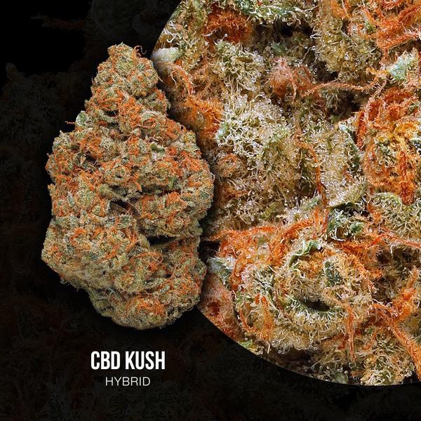 CBD Kush