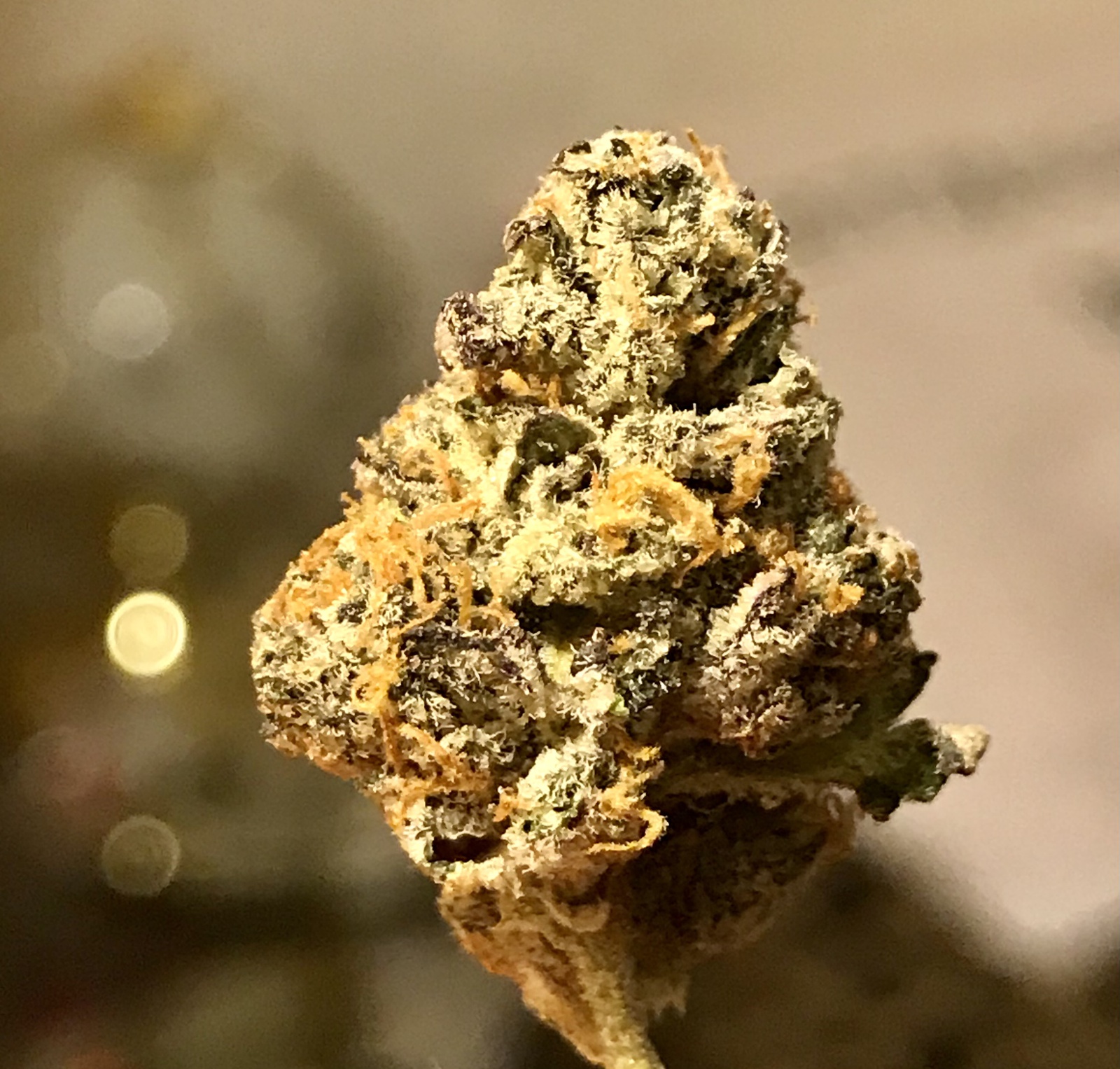 41 Cherries Strain Allbud 44 - w5ije7c