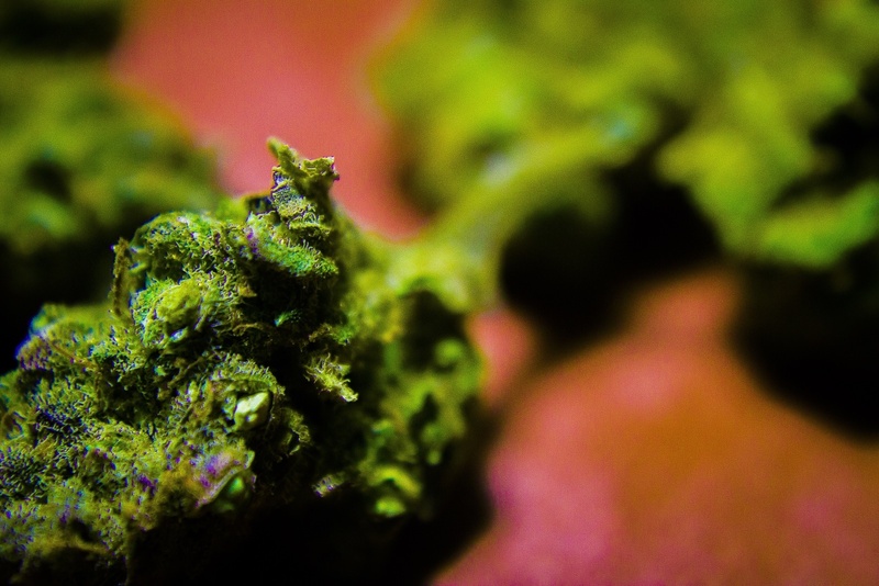 Cherry Lime Haze Marijuana Strain Reviews AllBud