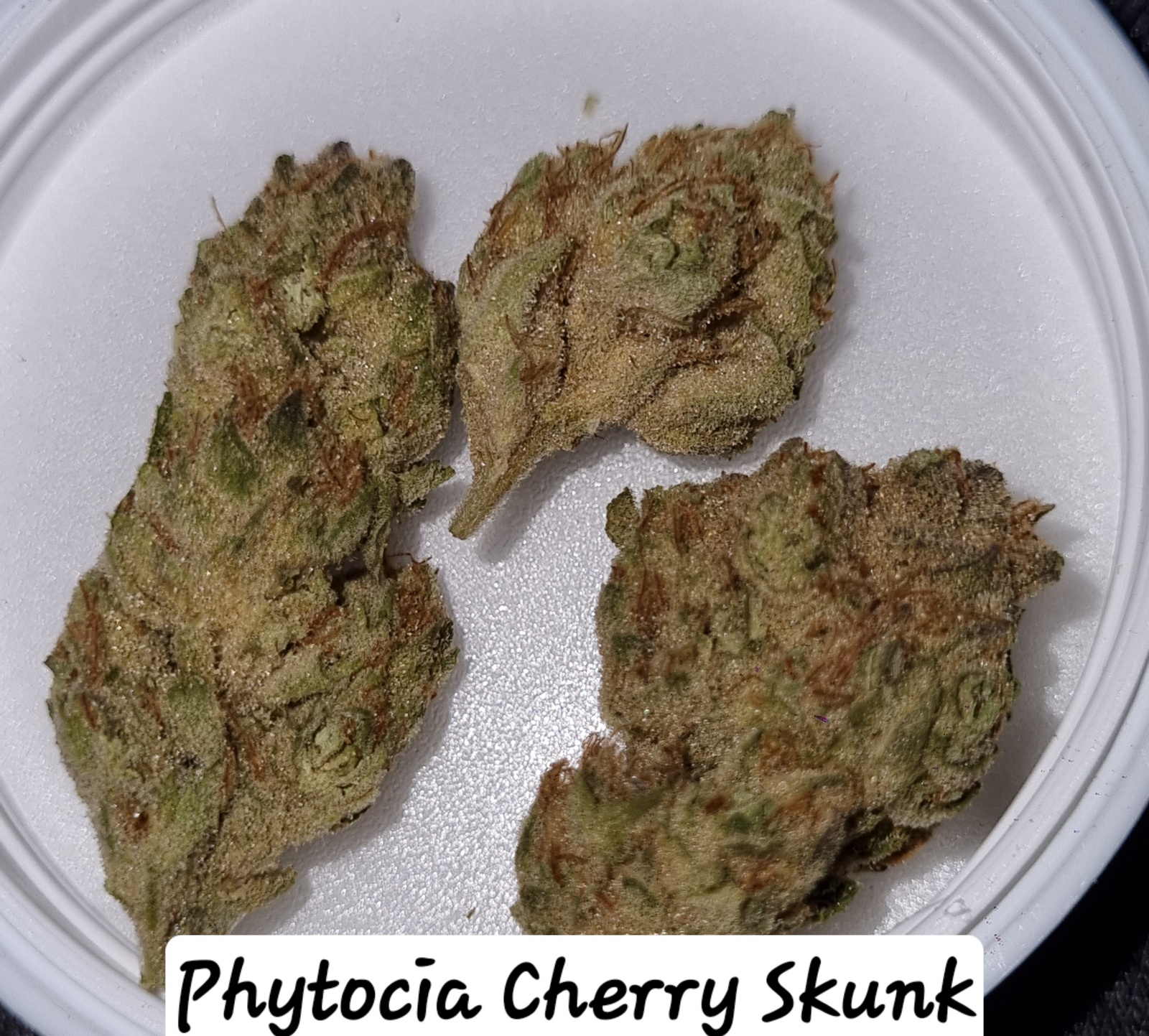 Cherry Skunk