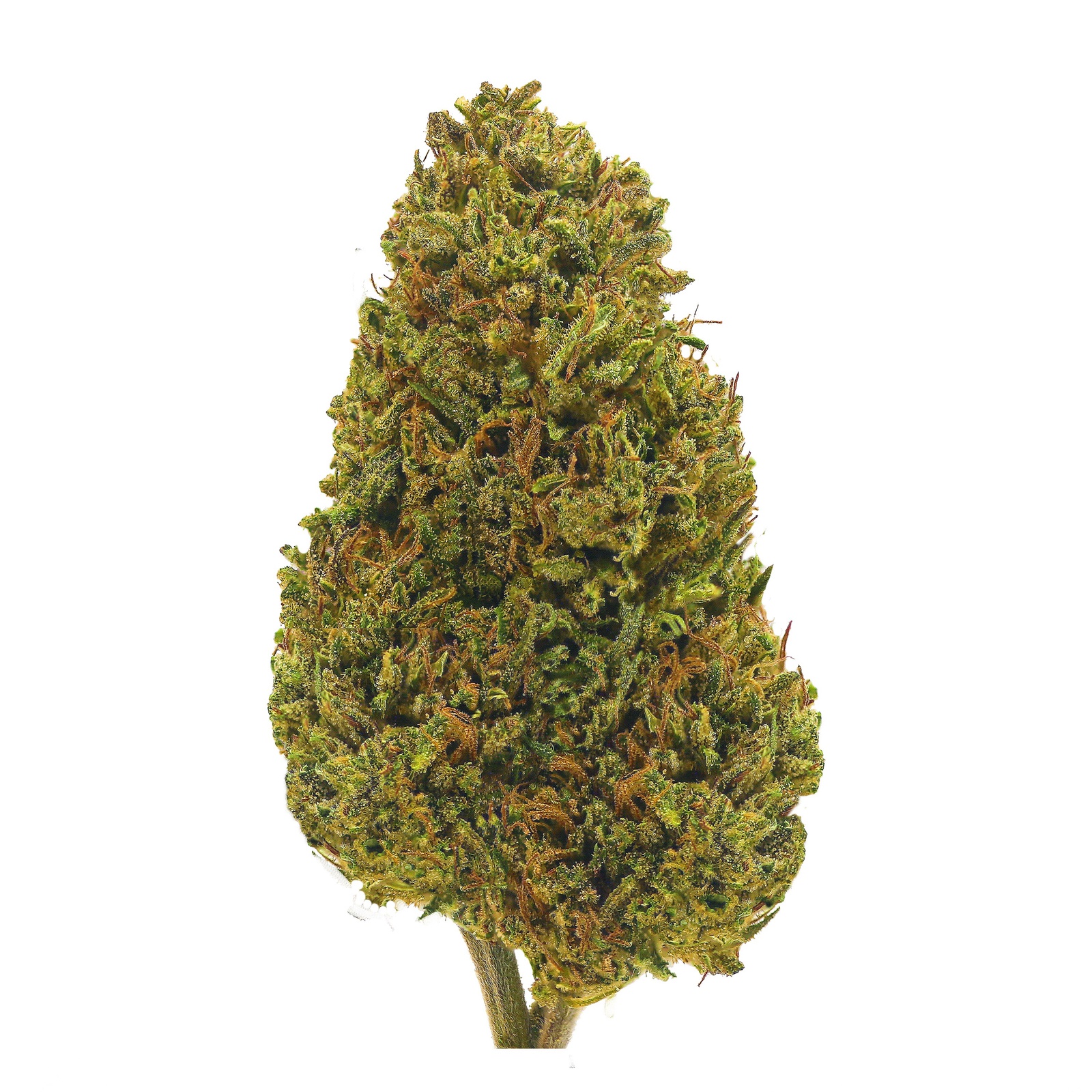41 Cherries Strain Allbud 44 - d4wv3jg