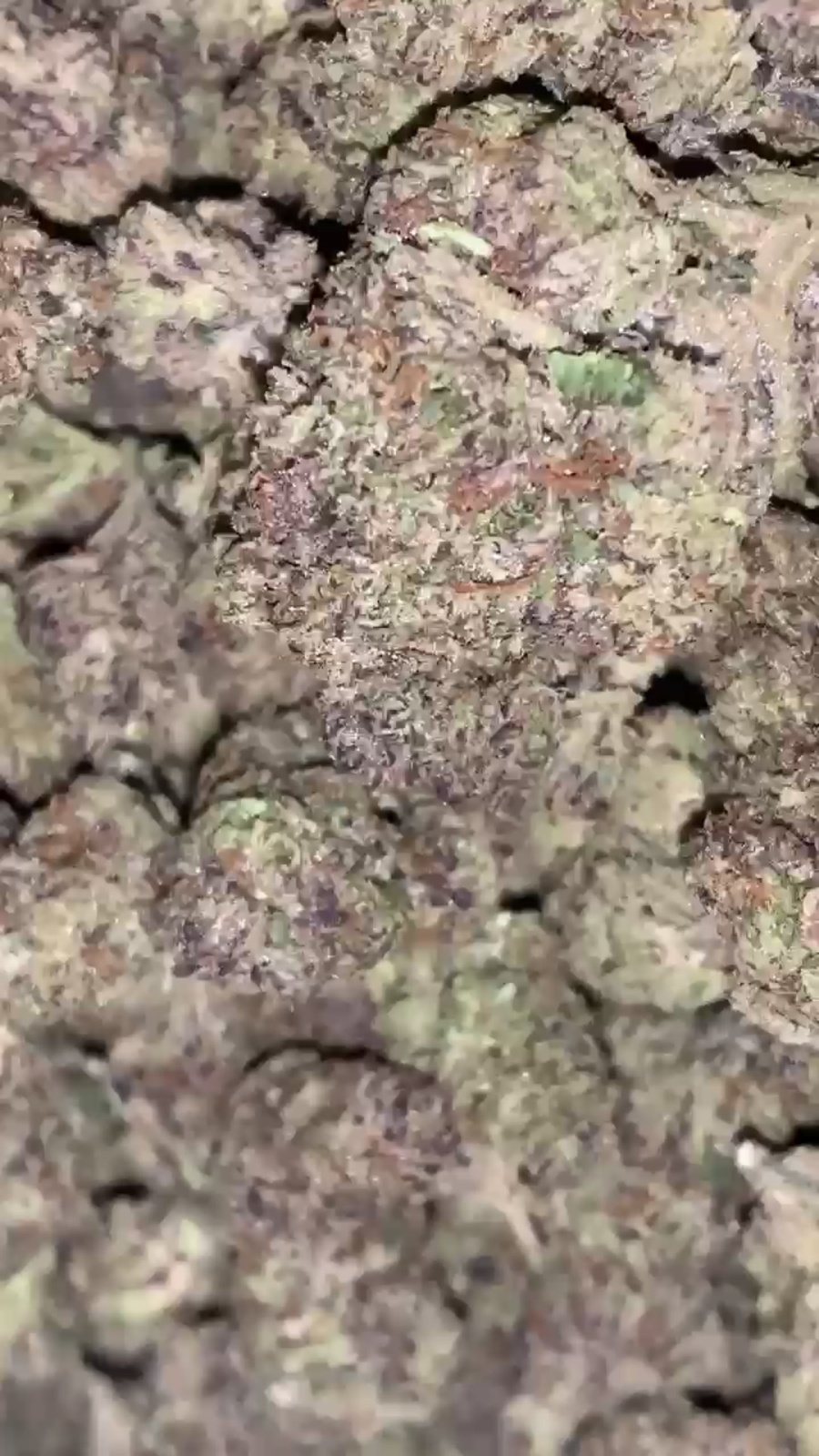 Cinnamon Toast Crunch Marijuana Strain Information & Reviews AllBud