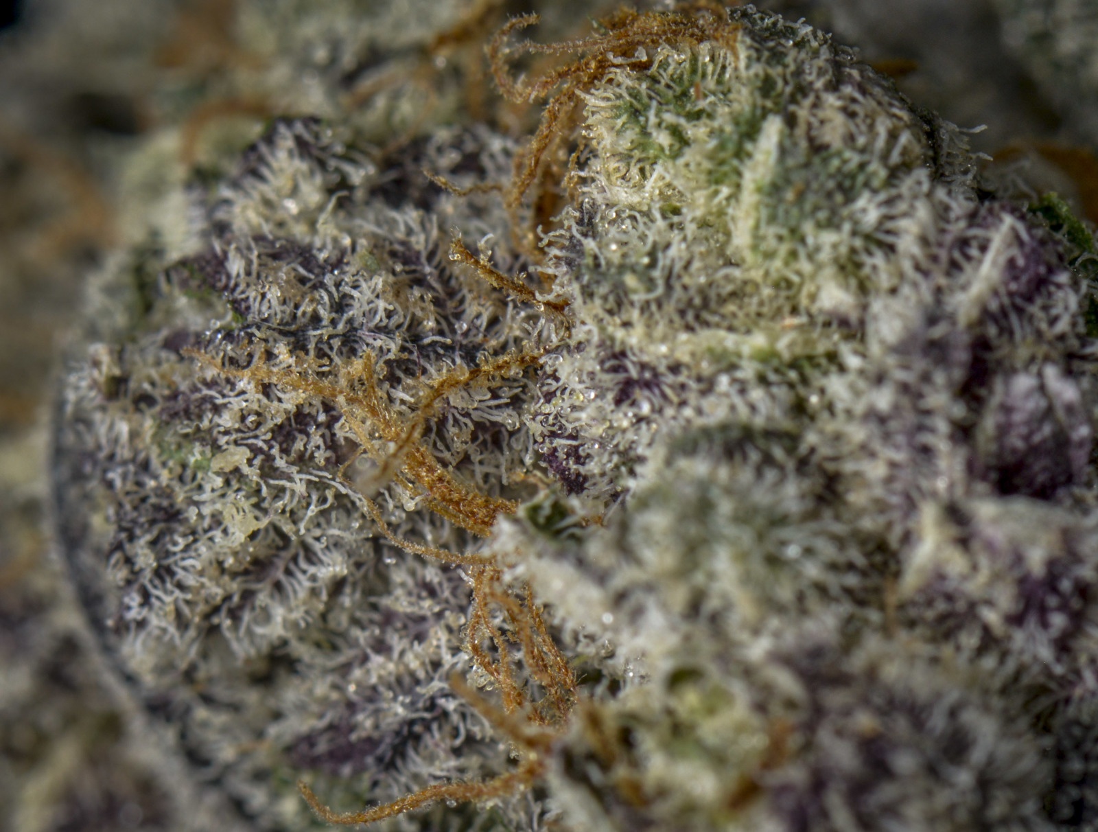 Cluster Bomb Marijuana Strain Information & Reviews AllBud