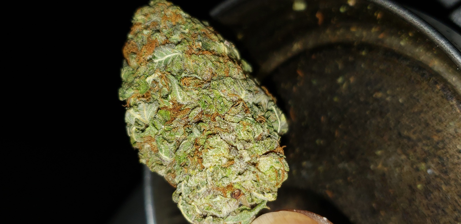 Colorado Creamsicle Marijuana Strain Information & Reviews AllBud