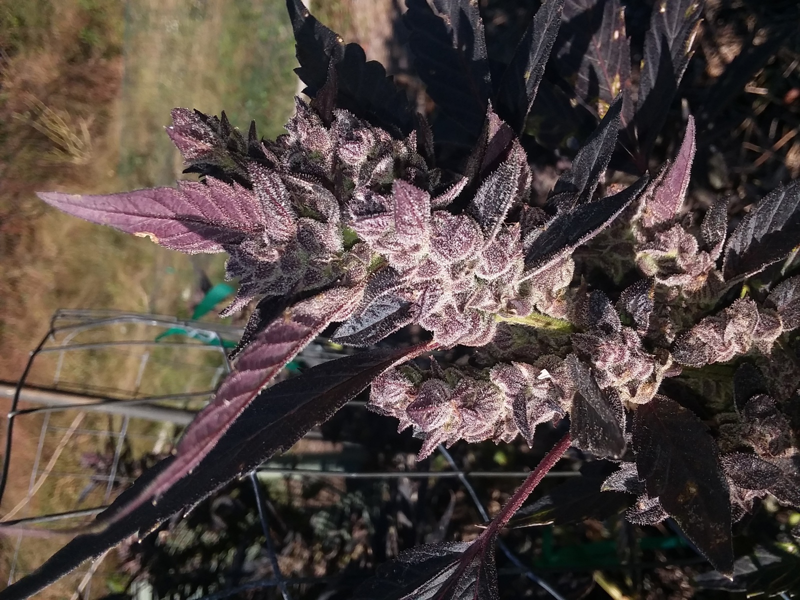 Cookie Wreck Marijuana Strain Information & Reviews AllBud