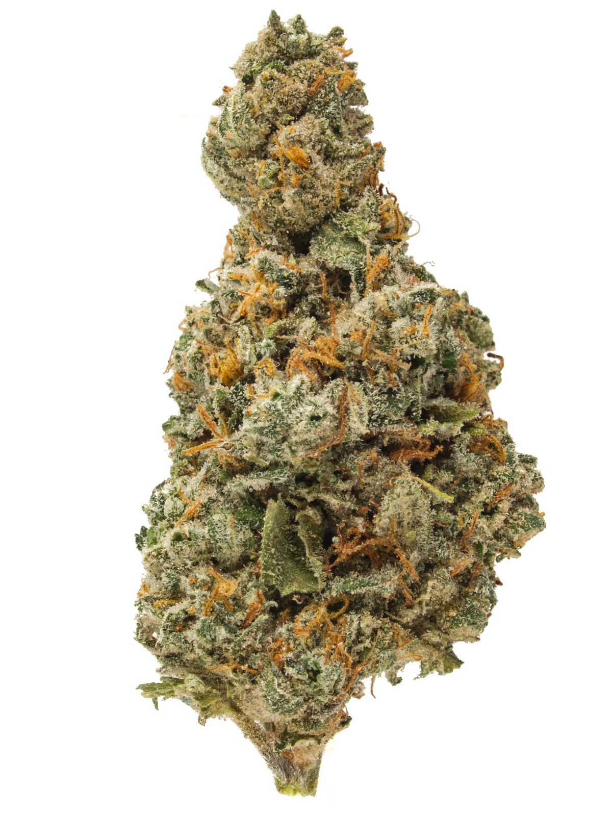 Cotton Candy Cane Marijuana Strain Information & Reviews AllBud