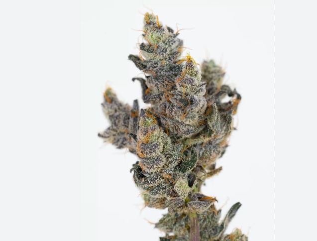 Cotton Candy Cookies Marijuana Strain Information & Reviews | AllBud