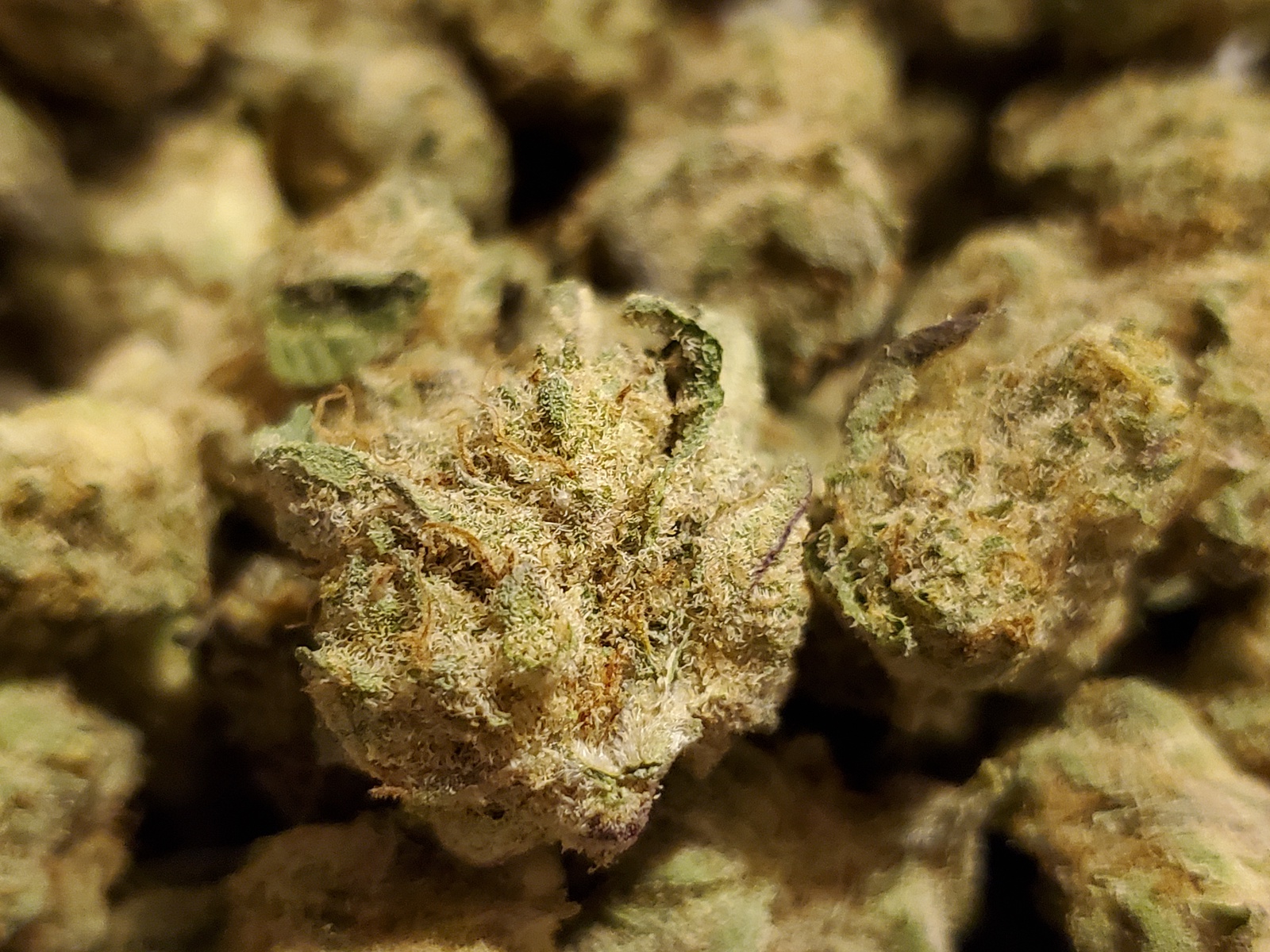 Cresco Cookies Marijuana Strain Information & Reviews AllBud