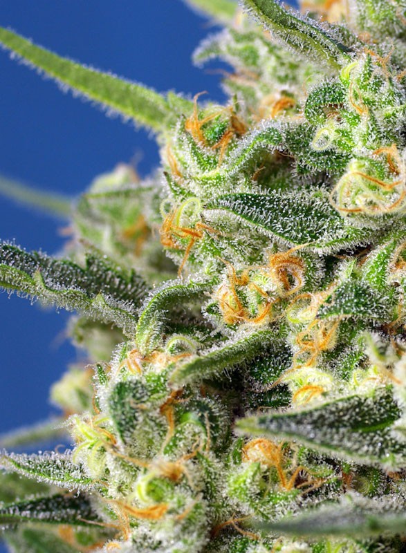 Crystal Candy F1 Fast Marijuana Strain Information & Reviews AllBud