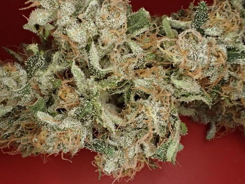 Day Tripper archive 1