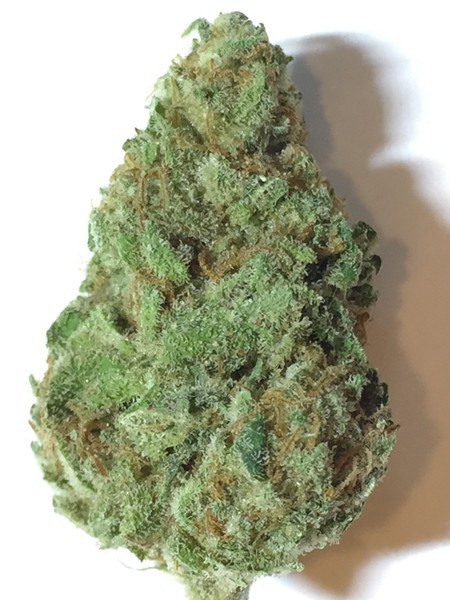 Dead North archive 1