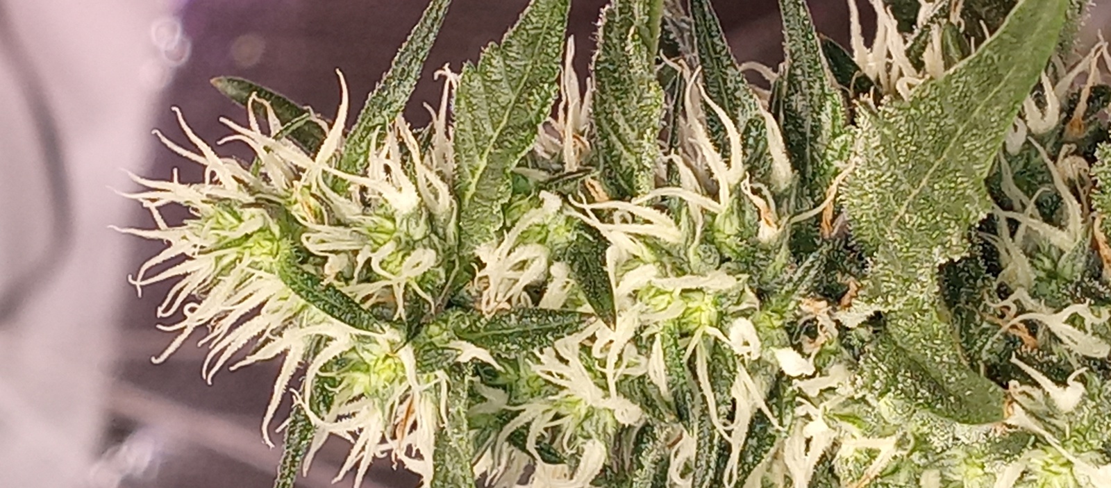 Deep Breath archive 1