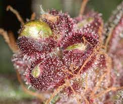 Devilberry archive 0