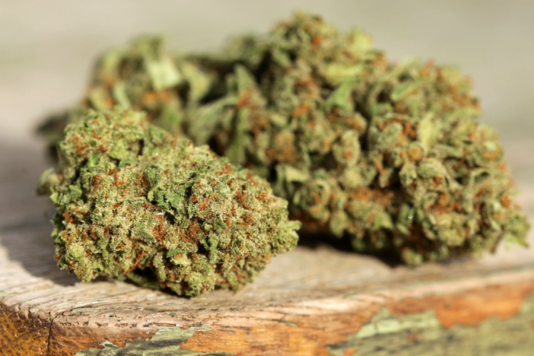 Diesel Breath Marijuana Strain Information & Reviews AllBud
